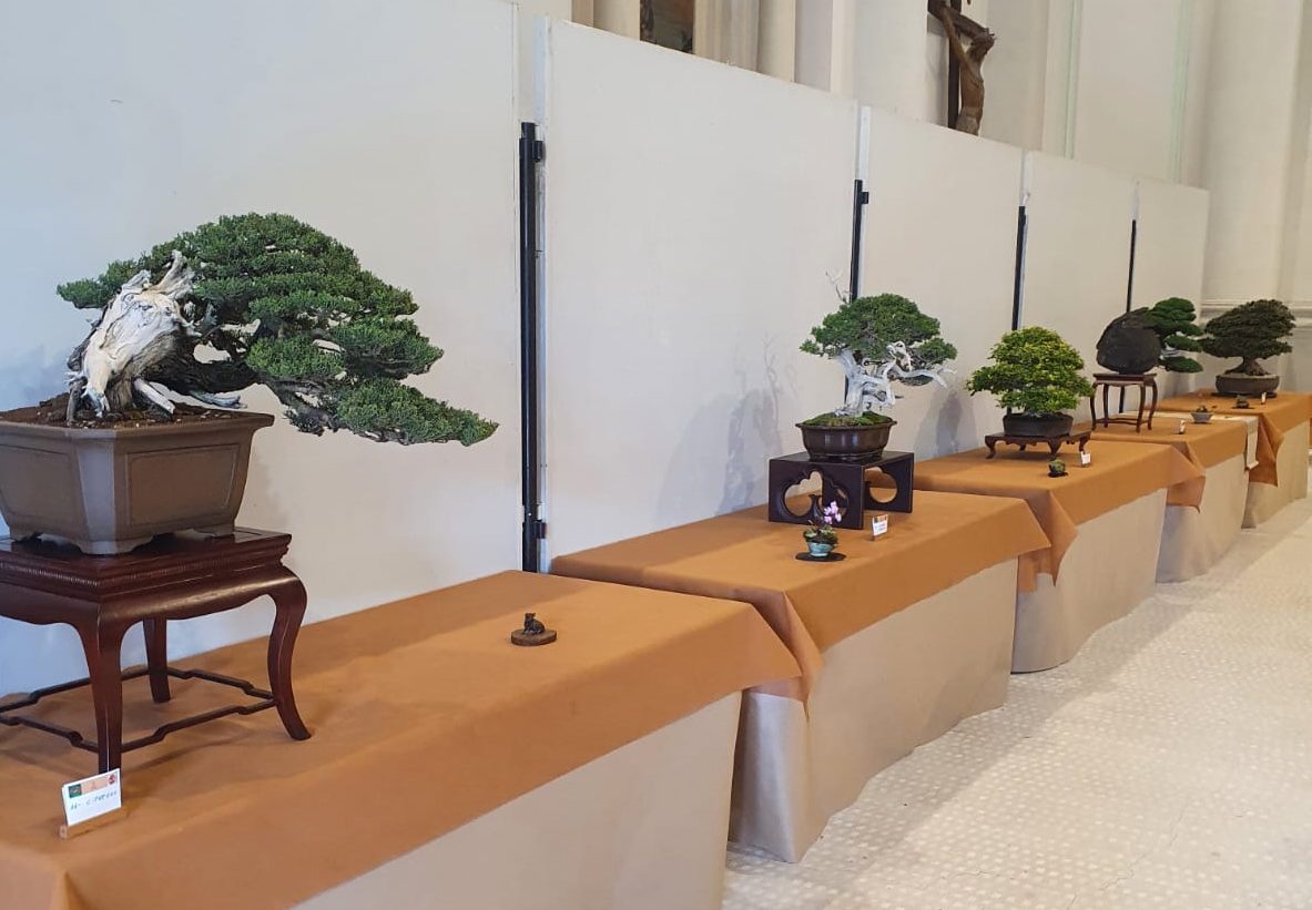 BONSAI CLUB VALLE DEL BRENTA