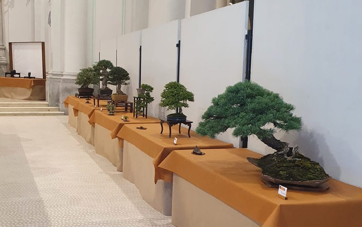 BONSAI CLUB VALLE DEL BRENTA